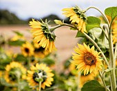 Sunflower, Helianthus, Yellow coloured flowers growing outdoor.
