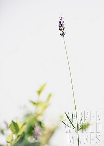 Lavender_Lavabdula_Mauved_coloured_flowers_growing_outdoor