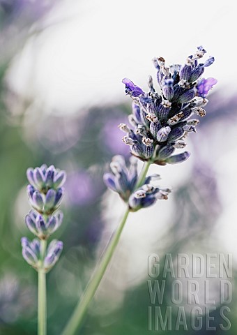 Lavender_Lavabdula_Mauved_coloured_flowers_growing_outdoor
