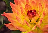 Dahlia, Close-up detail of orange coloured flower growing outdoor showing petal pattern.
