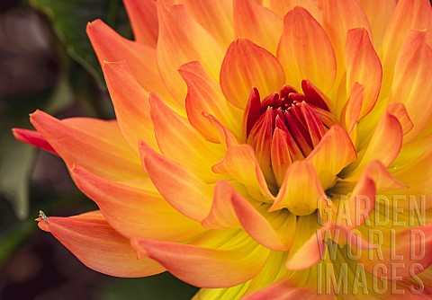 Dahlia_Closeup_detail_of_orange_coloured_flower_growing_outdoor_showing_petal_pattern
