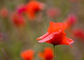 Poppy, Papaver, Side view of red coloured flower with delicate petals growing outdoor.