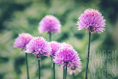 Allium_Allium_Sativum_Mauve_coloured_flowers_growing_outdoor