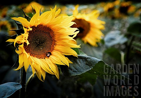 Sunflower_Helianthus_Bee_on_flower_growing_outdoor_in_a_field