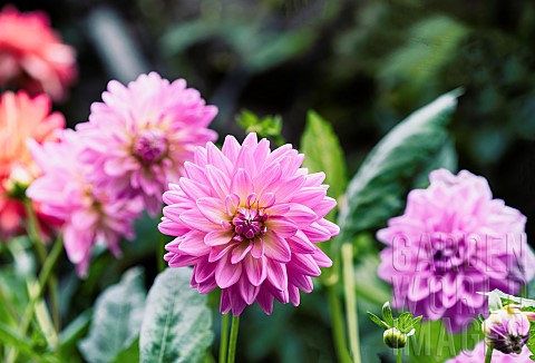 Dahlia_Pink_coloured__Pom_Pom_flower_growing_outdoor