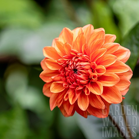 Dahlia_Orange_coloured_single_Pom_Pom_flower_growing_outdoor