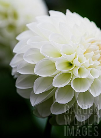 Dahlia_Single_white_pompom_flower_growing_outdoor_showing_petal_pattern