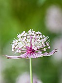 Astrantia Great Masterwort, Astrantia Major, Pale coloured flowers growing outdoor.