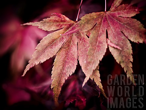 Maple_Leaf__AcerA_cascade_of_red_Maple_autum_leaves_at_Batsford_Aboretum_Gloucestershire