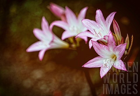 Pink_Lilies__LiliumEnd_of_season_pink_lilies_in_the_borders_of_Coleton_Fishacre_Devon