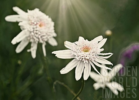 White_Daisies__Bellis_PerennnisCreative_take_on_end_of_season_white_daisy_flowers_in_the_borders_of_