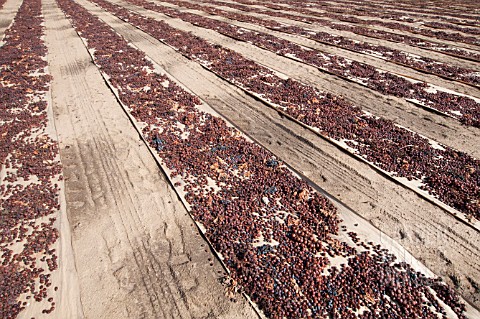 GRAPES_DRYING