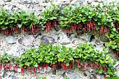 California fuchsia, Ribes speciosum, Growing outdoor against stone wall.