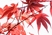 Acer, Japanese maple Bloodgood, Acer palmatum Bloodgood, acer palmatum bloodgood