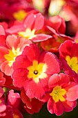 Primula, Primula Crescendo Bright Red, Close up of red coloured flowers growing outdoor.