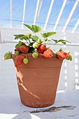 Fragaria, Strawberry, Fragaria cultivar strawberry
