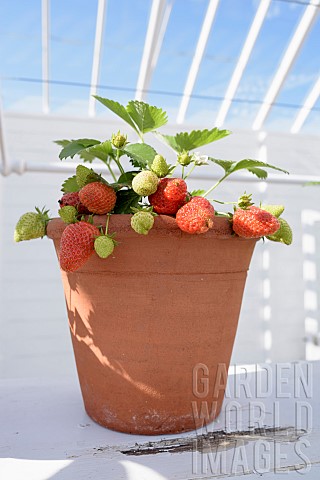 Fragaria_Strawberry_Fragaria_cultivar_strawberry