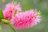 Callistemon, Bottlebrush Perth Pink, Callistemon citrinus Perth Pink, callistemon perth pink