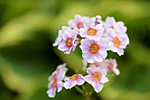 Primula, Primula / Primrose - Candelabra primrose, Primula japonica, primula japonica
