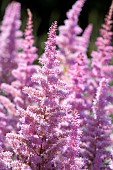 Astilbe, Garden Astilbe, Astilbe arendsii Amethyst, Mass of pink coloured flowers growing outdoor.