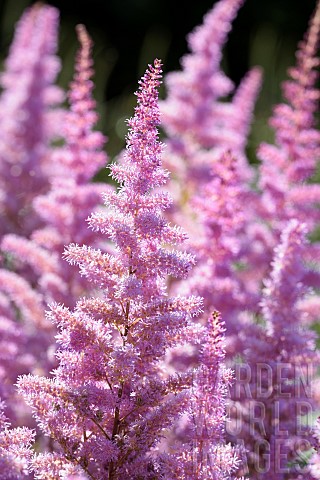 Astilbe_Garden_Astilbe_Astilbe_arendsii_Amethyst_Mass_of_pink_coloured_flowers_growing_outdoor