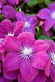 Clematis, Clematis Rouge Cardinal, Clematis Rouge Cardinal, Pink coloured flowers growing outdoor.