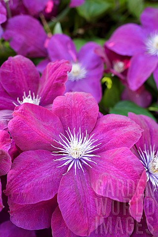 Clematis_Clematis_Rouge_Cardinal_Clematis_Rouge_Cardinal_Pink_coloured_flowers_growing_outdoor