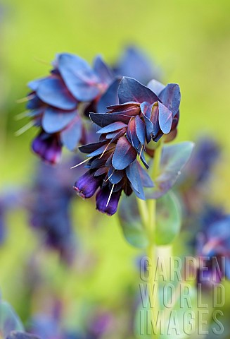Honeywort_Blue_Kiwi_Cerinthe_major_Kiwi_Blue_Unusual_shaped_flowers_growing_outdoor