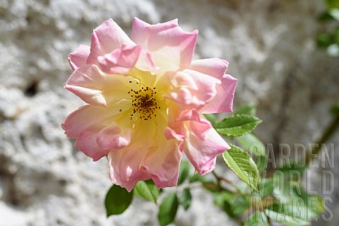 Rose_Peace_Rosa_Peace_Pink_fringed_flower_growing_outdoor