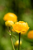 Globeflower, Trollius cultorum, Side view of yellow coloured flower growing outdoor.