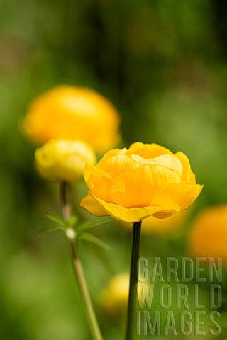 Globeflower_Trollius_cultorum_Side_view_of_yellow_coloured_flower_growing_outdoor