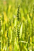 Wheat, Winter wheat, Triticum aestivum, Side view of cereal crop gowing outdoor.