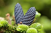 Korean fir Silberlocke, Abies koreana Silberlocke, Purple cones on young plant.