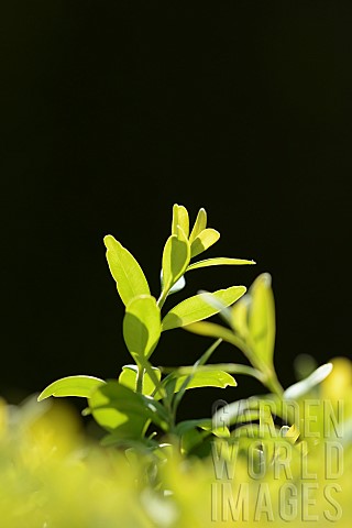 Box_Common_box_Buxus_sempervirens_Side_view_of_backlit_leaves