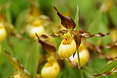 Orchid, Ladys slipper orchid, Cypripedium Parville, Yellow coloured flower growing outdoor.