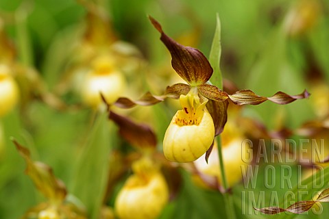 Orchid_Ladys_slipper_orchid_Cypripedium_Parville_Yellow_coloured_flower_growing_outdoor