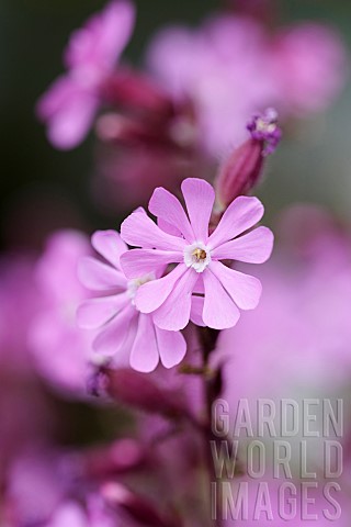 Campion_Red_campion_Silene_dioica_Pink_coloured_flowers_growing_outdoor