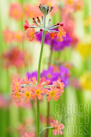 Primrose_Candelabraprimula_Primula_bulleyana_Peach_coloured_flowers_growing_outdoor