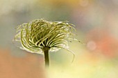 SEEDHEAD OF CLEMATIS