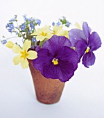 PRIMULA AND VIOLA CLOSE UP IN CONTAINER, (WHITE BACKGROUND)