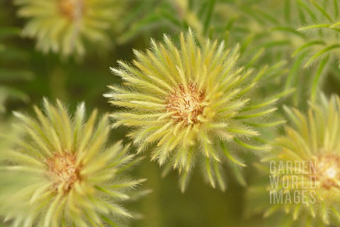 PHYLICA_PUBESCENS_FEATHERHEAD