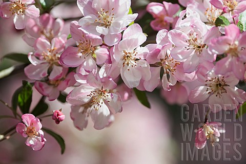 Crab_apple_Japanese_crab_Malus_floribundaDetail_of_pink_coloured_blossoms_growing_outdoor