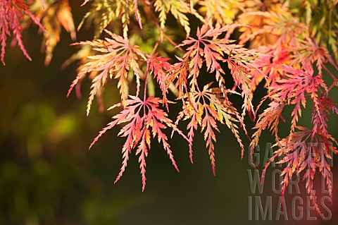Maple_Japanese_maple_Acer_palmatum_Leaves_showing_autumn_colours_North_Yorkshire_October