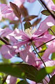 Clematis, Clematis montana, Backlit pink coloured flowers growing outdoor.