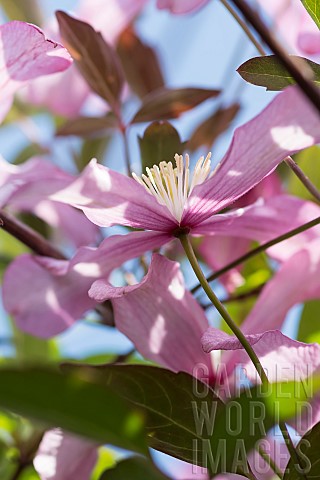 Clematis_Clematis_montana_Backlit_pink_coloured_flowers_growing_outdoor