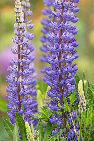 Lupin_Lupinus_Purple_coloured_flowers_growing_outdoor