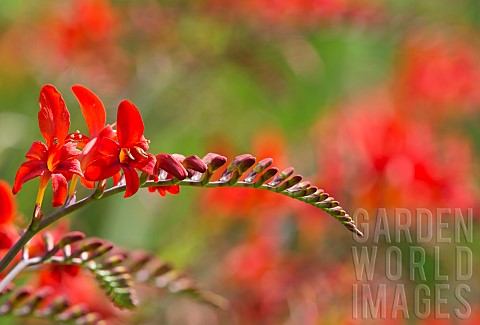Crocosmia_Montbretia_Lucifer_Red_coloured_flower_growing_outdoor