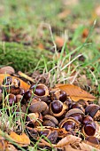 Horse chestnut, Japanese horse chestnut, Aesculus turbinata, Fallen conkers in shells beside tree, North Yorkshire, October.