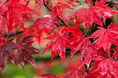 Maple, Japanese maple, Acer palmatum, Bright red autumn leaves wet after rain.