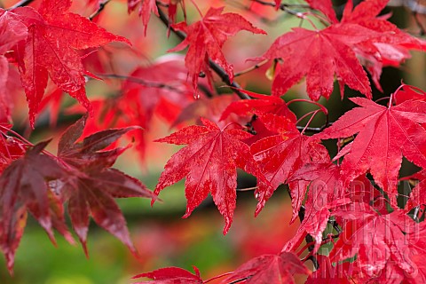 Maple_Japanese_maple_Acer_palmatum_Bright_red_autumn_leaves_wet_after_rain
